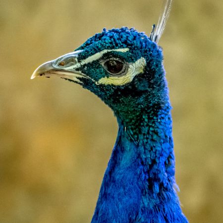 Peafowl at National Zoo in Washington, D.C.