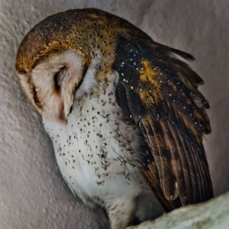 A sleeping owl in the rafters of a restroom on a Galapagos Island.