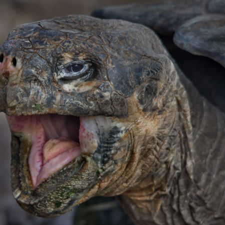 Giant Tortoise at Charles Darwin Research Station in Galapagos Islands.