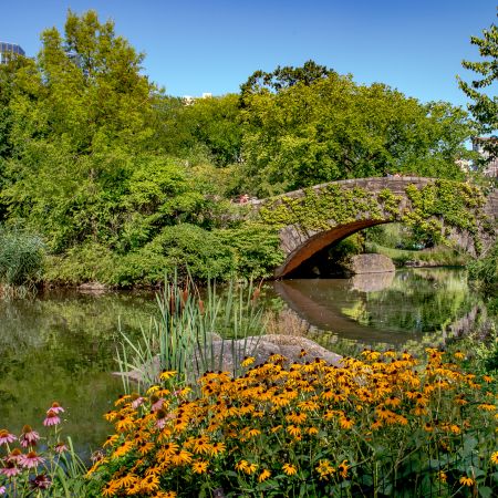 Central Park, New York summer landscape with stone pedestrian bridge and water reflection as well as vines, cattails and black-eyed Susans and Coneflowers.