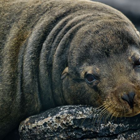 A napping Galapagos Sea Lion.