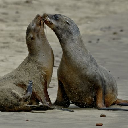 Kissing sea lions on a Galapagos Island beach.