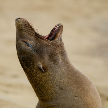 A vocal Galapagos Sea Lion.