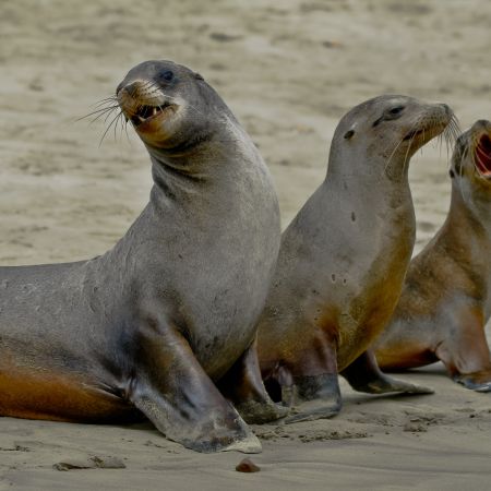 The Galapagos Sea Lion is a species found only on the Islands.