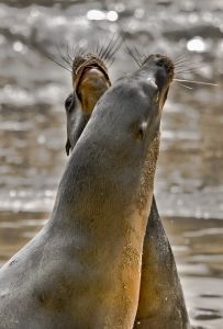 Galpagos Sea Lions posing on the beach at the edge of the ocean.