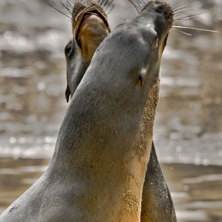 Galpagos Sea Lions posing on the beach at the edge of the ocean.