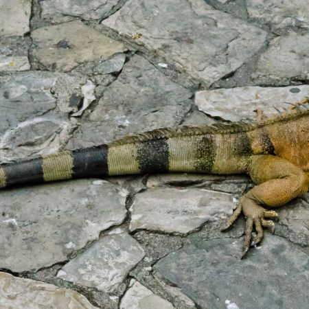 Iguana Park in Ecuador's Guayaquil.