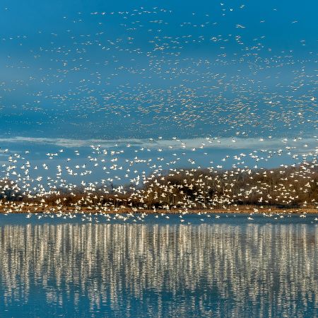 Sunrise snow geese take-off on water with reflections at Bombay Hook National Wildlife Refuge, Smyrna, Delaware.