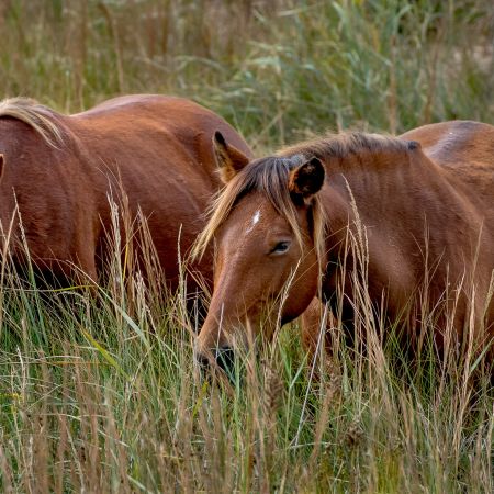 Wild chestnut horses in meadow with tall grass in Corolla, North Carolina.