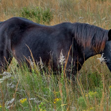 Wild black horse in meadow with tall grass at Corolla, North Carolina.