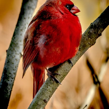 Male cardinal perched on tree branch in Virginia.