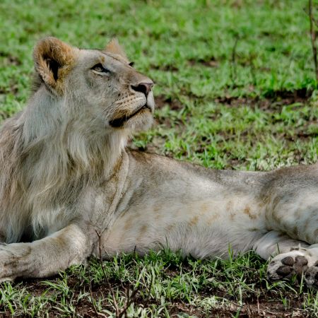 Female lion lounging in Kenyan field.