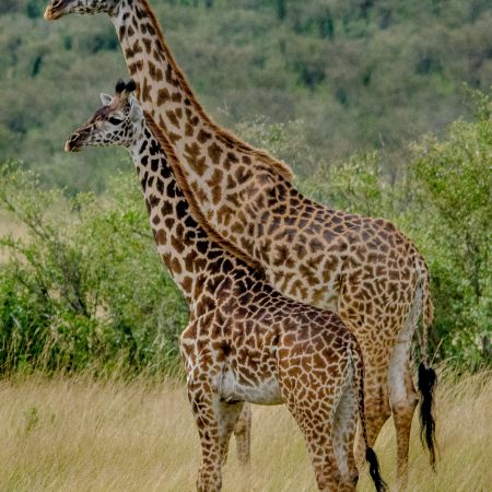 Baby and adult giraffe in Maasai Mara meadow.