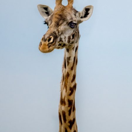 Giraffe on the Maasai Mara National Reserve, Kenya.