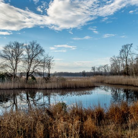 Winter landscape of pond with water reflections at Bombay Hook Wildlife Refuge, Delaware.