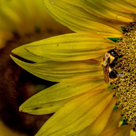 Sunflower and bee at McKee Besher's Wildlife Management Area in Poolesville, Maryland.