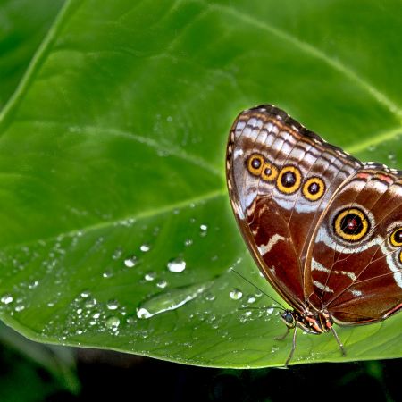 North American Northern Pearly-eye butterfly on leaf with water droplets.