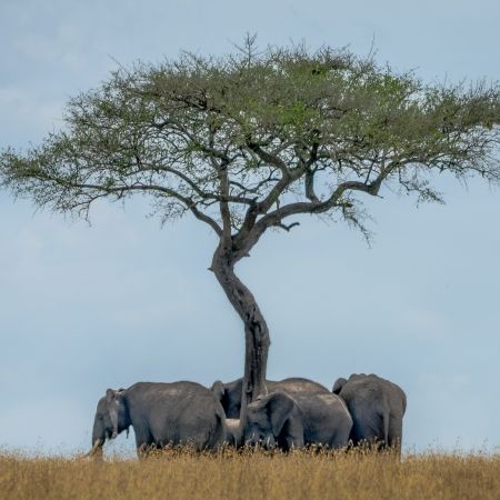 Circle of elephants around an African Acacia Tree.