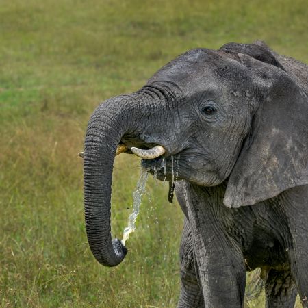 Kenyan Elephant drinking water through its trunk.