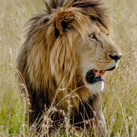 Male lion in Kenya's Maasai Mara.