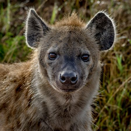 Spotted Hyena at Maasai Mara National Reserve in Kenya.