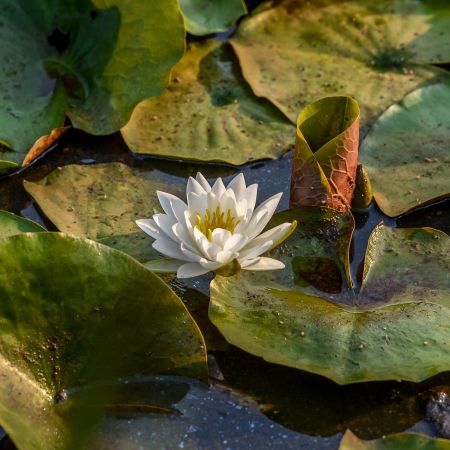 Lily pads and lily at Kennelworth Park and Aquatic Gardens, Washington, D.C.