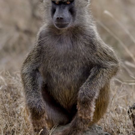 Yellow Baboon in Kenya.