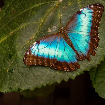 Male blue morpheus butterfly leaf found in Central and South America.