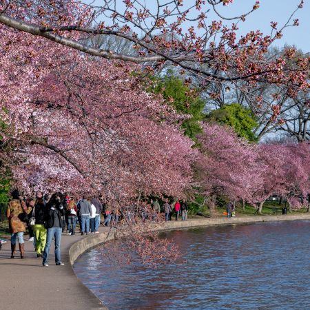 Cherry blossoms on the Tidal Basin in Washington, D.C.