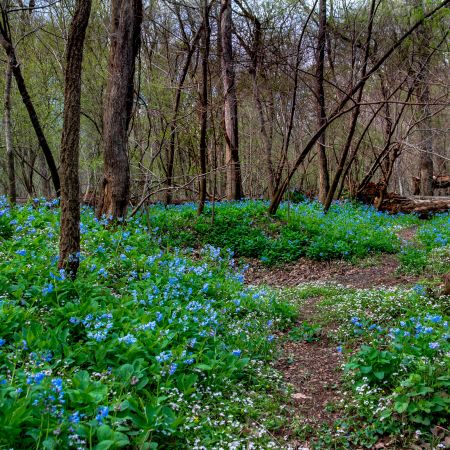 Spring bluebell fields and trail in Riverbend Park, Great Falls, Virginia.