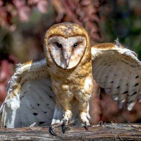 Barn owl on tree branch with spread wings.