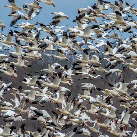 Snow Geese in flight at Bombay National Wildlife Refuge, Smyrna, Delaware.