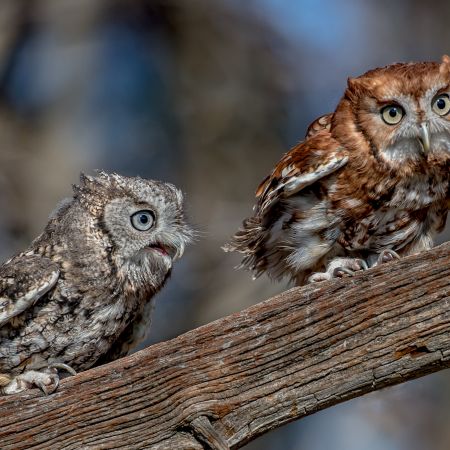 Grey and red Eastern Screech owls on tree branch.