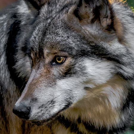 Gray wolf at sunrise at Lakota Wolf Preserve in Columbia, New Jersey.