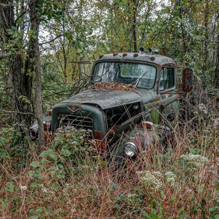 Classic International pickup truck in woods surrounded by queen Ann's lace.