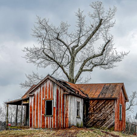 Abandoned rural farm house with red plank facade, porch and large tree overlooking house.