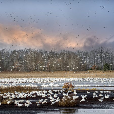 Snow Geese at sunrise at Bombay Hook Refuge, Delaware