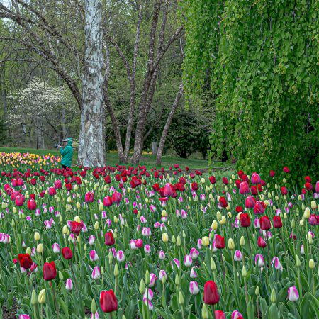 Tulip fields and spring blooming trees at Brookside Gardens, Maryland