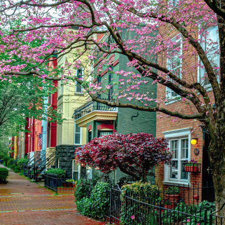 Springtime on Capitol Hill, Washington D.C. with cherry trees.