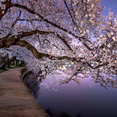 Midnight light-painted cherry blossoms Tidal Basin, Washington D.C.