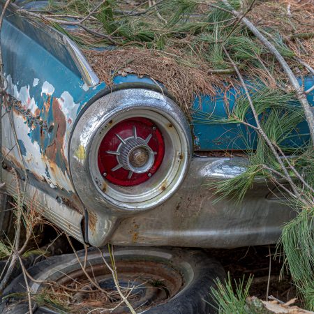 Turquoise 1960s Thunderbird rear light covered with pine branches.