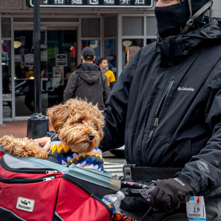 Tiny dog with sweater in bike basket.