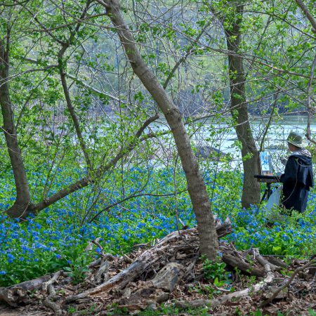 Artist painting Bluebells at Riverside Park, Great Falls, Virginia