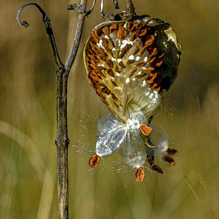 Fall Milk weed in West Virginia.