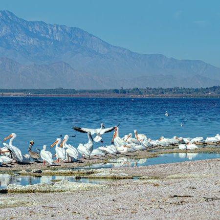 American White Pelicans on a sandbar at Mecca Beach, Salton Sea, California with San Jacinto mountains as a backdrop.