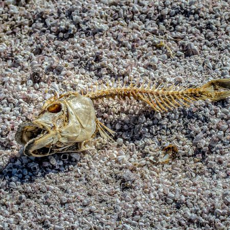 Skeleton of fish rests upon layers of pulverized fish bones on Mecca Beach California.