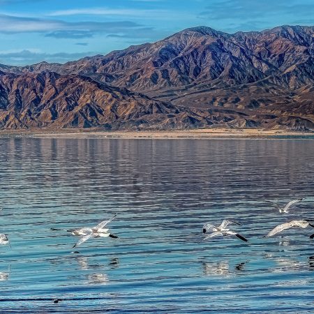 Gulls fly beneath the readar at Mecca Beach California with San Jacinto Mountains in background.