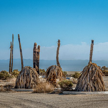 The remains of palm trees that once landscaped a parking lot for Salton Sea California visitors.