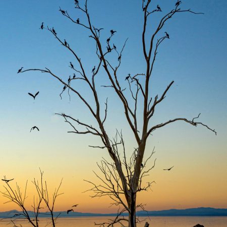 Cormorants congregate on a snag at Salton Sea California at sunset.