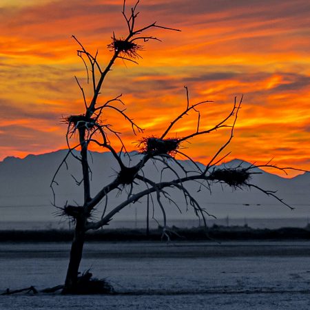 Blood red sunrise at Red Hills, Salton Sea desert, California with bird nests in dead tree.